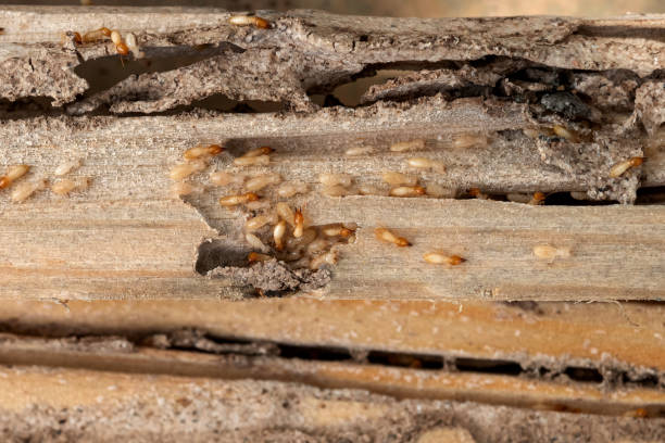 Pest Control for Restaurants in Mango, FL
